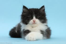 Our ragdoll kittens are started off being fed a milky mixture of royal canin baby cat biscuits mixed with some kitten meat and some whiskas or vitapet cat milk. Black And White Persian X Ragdoll Kitten On Blue Background Photo Wp49144