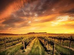 Vineyard In The Barossa Valley South Australia Photographic Print Kwest19 Art Com In 2020 Wine Tour Beautiful Sunrise Places To See