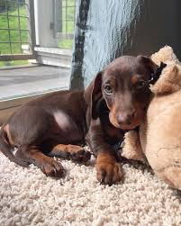 Black And Brown Weiner Dog Puppy Cute Dachshund Puppy Cute Dachshund Puppies Sausage Dog Puppies Dachshund Puppies Doxie Dog Puppies Dachshund Puppy Dachshund Dog Cute Dogs Weenie Dogs Puppies