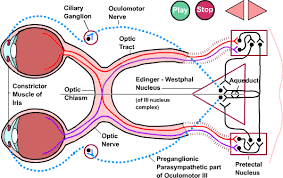 Parasympathetic Pathway Pupils Medical Training Parasympathetic Optic Nerve