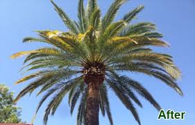 Amazon's choice for artificial palm tree. Palm Tree Trimming San Diego Ca Palm Tree Removal El Cajon La Mesa La Jolla Del Mar