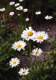 Infographics shared on twitter get 832% more retweets than images and articles. Chrysanthemum Leucanthemum May Queen Muller Seeds