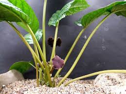 Image result for Dorstenia buchananii