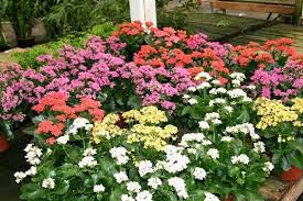 Pin Em Tipos De Flores