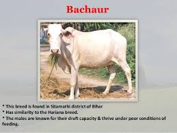 Black And White Cow Breed Name Pin By Harsh Balyan On India 1 Cattle Breeds Breeds Breeds Of Cows Zebu Cattle