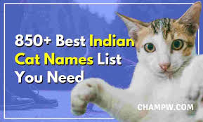 Both were voiced by peggy lee, with her voice altered to a higher pitch. 850 Best Indian Cat Names List You Need In 2021