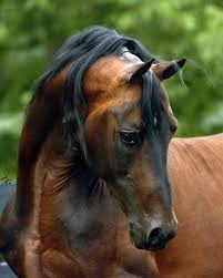 Beautiful Black And Brown Horse Black Brown Horse Morgan Pferd Pferde Pferdebilder