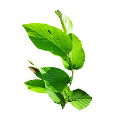 Image result for Flemingia strobilifera