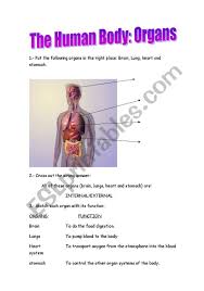 The organs of the human body are collections of tissues that perform a specific function in the system. The Human Body Organs Esl Worksheet By Juyma69