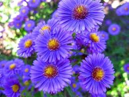 Birth Month Flower Grow Kit Instructions How To Grow Aster Flowers Birth Month Flowers Aster Flower September Flowers