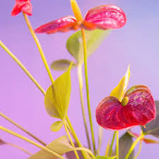 We did not find results for: Best Indoor Flower Plants For Beginners Popsugar Home