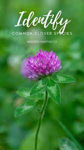 Identifying Clover Species Clover Species Pollination
