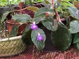 Image result for Gesneriaceae