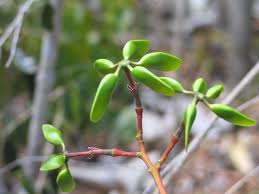 Image result for Hildegardia