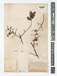 Image result for Embelia schimperi