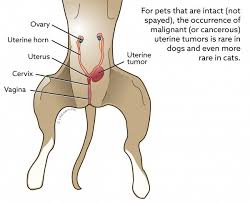 Sometimes, there is little you can do except offer comfort and palliative care to the animal you have loved so long and so well. Uterine Tumors Vca Animal Hospital