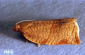 Image result for Archips rosanus