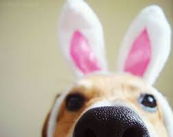 Wet Bunny Nose Easter Pets Easter Dog Happy Easter