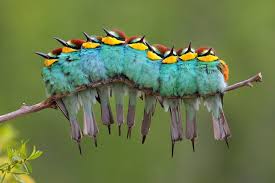 Bird Sitting On Branch Nine Beautiful Birds Sitting On One Branch Look Like A Colourful Caterpillers Pretty Birds Beautiful Birds Colorful Birds