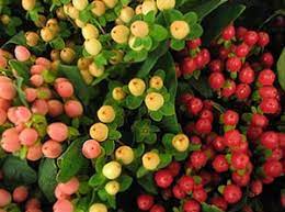 Order today with free shipping. Hypericum A Flower With Unusual Medicinal Properties Dean W Knight
