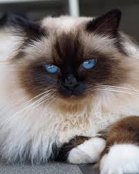 I Like Long Walks To The Food Bowl And L Cats Pretty Cats Cute Cats