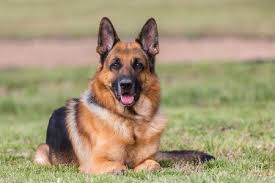 Shepherd Dogs For Herding Livestock German shepherd dogs are also very protective of children. shepherd dogs for herding livestock