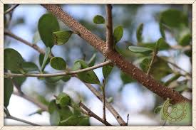 Image result for Diospyros ferrea