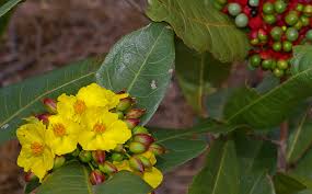 Image result for Ochna natalitia