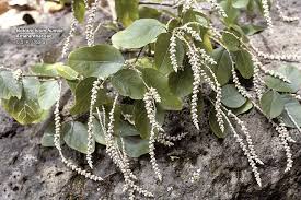 Image result for Humularia descampsii