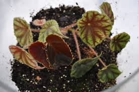 Image result for Begonia quadrialata