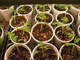 The roots hold the soil together in a clump. How To Transplant Tomatoes Country Living In A Cariboo Valley