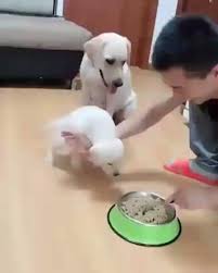 Pin By Gautam Makwana On Projects To Try Instagram Dogs Dog Sitting Dog Love