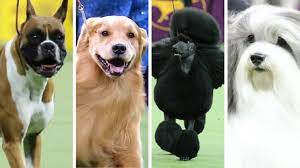 The westminster kennel club dog show is one of a handful of benched shows in the united states. Best In Show At The 2020 Westminster Kennel Club Dog Show Goes To Dogtails