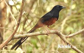 Check spelling or type a new query. Burung Cucak Lumut Jantan Dan Betina Burung Cucak Lumut Jantan Dan Betina Ciri Khas Burung Dua Kalimat