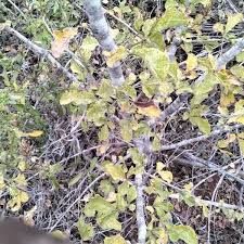 Image result for Searsia rehmanniana