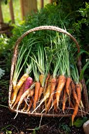 If you plan to pick only some of your crop during the summer, at the baby stage, and leave some for the fall, make sure to pull the roots up carefully. How To Grow A Bumper Crop Of Carrots Containers Or Garden Feast And Farm