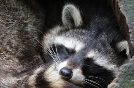 Erst seit 1934 ist der waschbär in deutschland frei lebend anzutreffen. Winterschlaf Waschbar Winter Tier Franks Kleiner Garten Willkommen In Franks Kleinem Garten