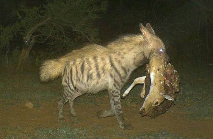15 striped hyenas captured in cameras so far in Bhavanisagar Range - The Hindu