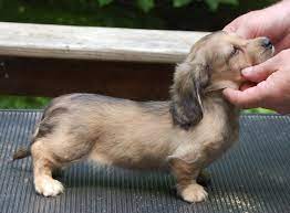 Wiener\ roast — • wiener roast • hot dog roast noun a party where frankfurters are cooked and dog — synonyms and related words: Security Check Required Baby Animals Cute Baby Animals Cute Animals