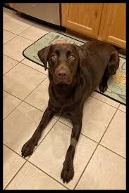 Ellie Post Spay Complication * Update * : r/labrador