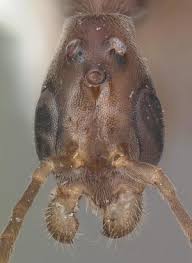 Image result for Pseudopod Ospermum