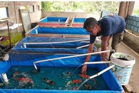 Manfaat Aerator pada Kolam Terpal