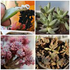 Propagating Succulent Leaves Tips For Propagating Succulents