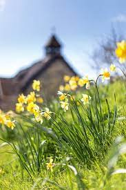 A Quieter Storm Daffodils Spring Time Spring Flowers
