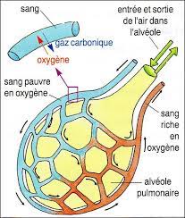 The rate needs to be calculated in cm3 of co2 per minute. La Respiration