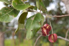 Image result for Combretum collinum