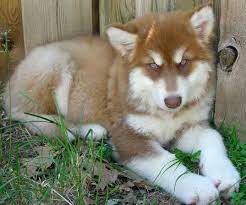 Check spelling or type a new query. 310 Alaskan Malamutes Ideas Alaskan Malamute Malamute Malamute Puppies