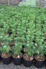 Image result for Synandrodaphne