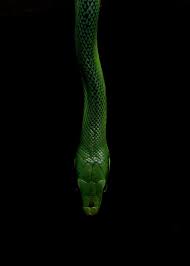 Green Snake On Black Background Dark Green Wallpaper Black Backgrounds Slytherin Aesthetic
