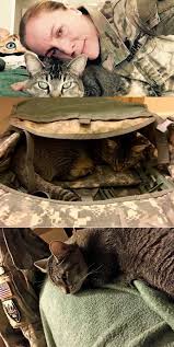 Cat Travels With Soldier Everywhere She Goes And Never Leaves Her Side For 4 Years Cat Cats Travels Soldier Cute Animal Pictures Pets Cute Animals